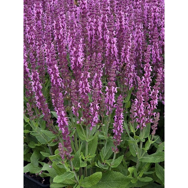 Meadow sage
