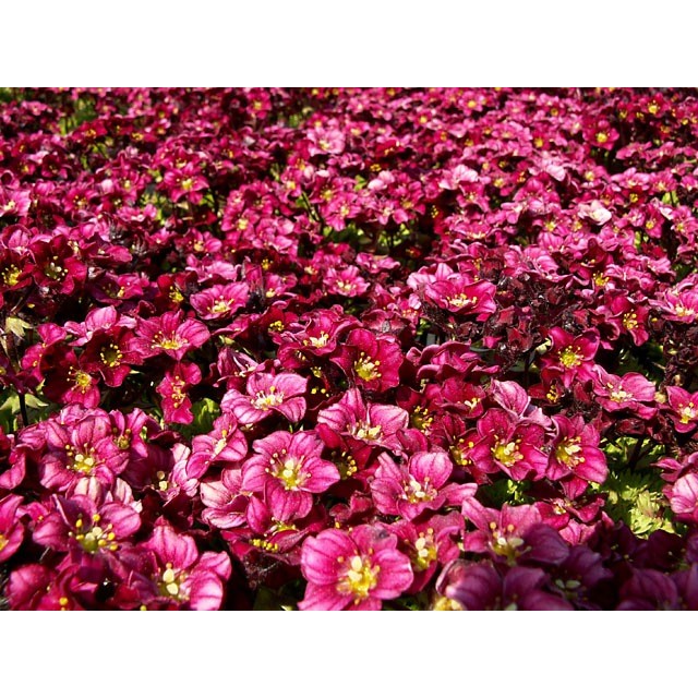 Mossy saxifrage, Rockfoil
