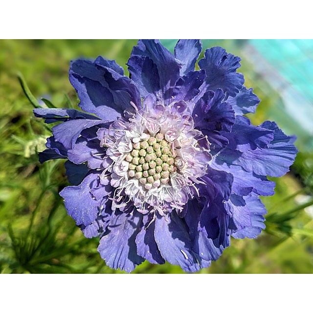 Pincushion flower