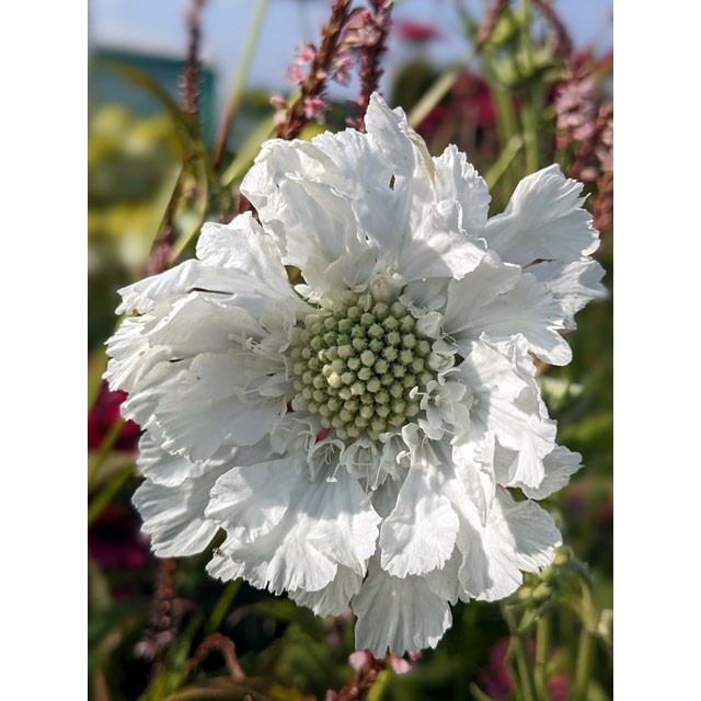 Pincushion flower