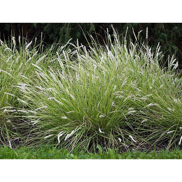 Autumn moor grass