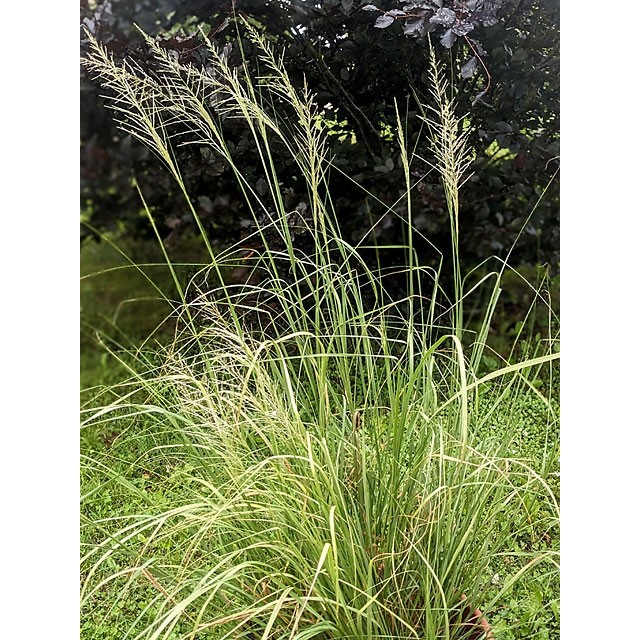 Giant sacaton grass