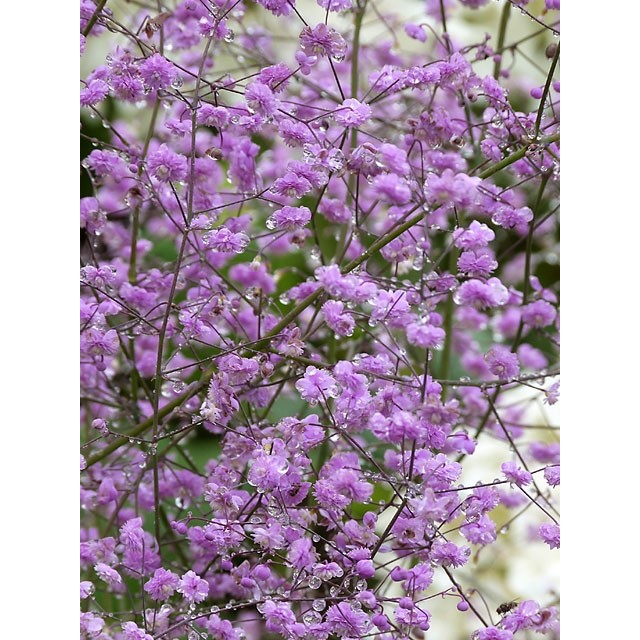 Chinese meadow rue