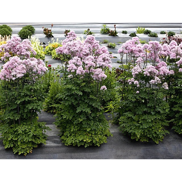 Meadow rue