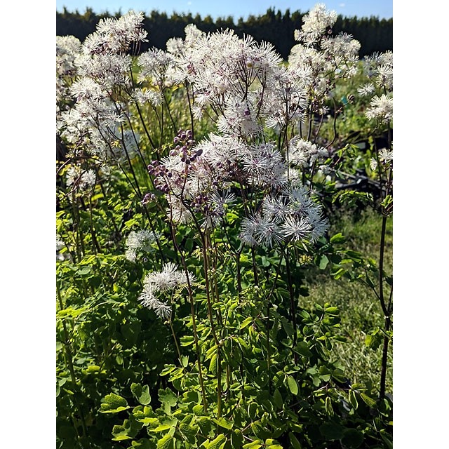 Meadow rue