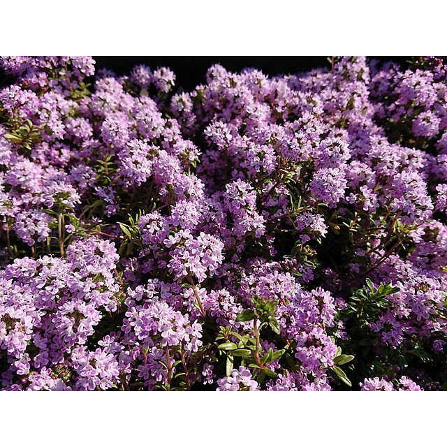 Mediterranean creeping thyme