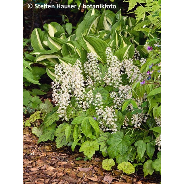 Eastern foamflower