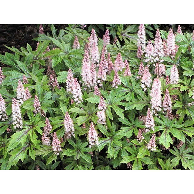 Foamflower