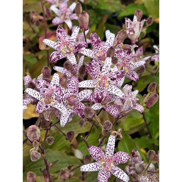 Toad lily