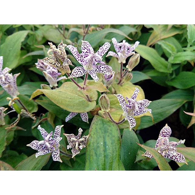 Toad lily