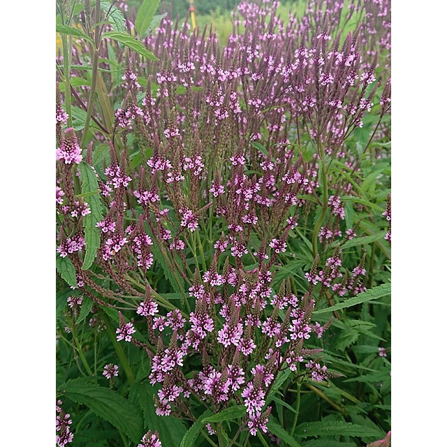 Vervain