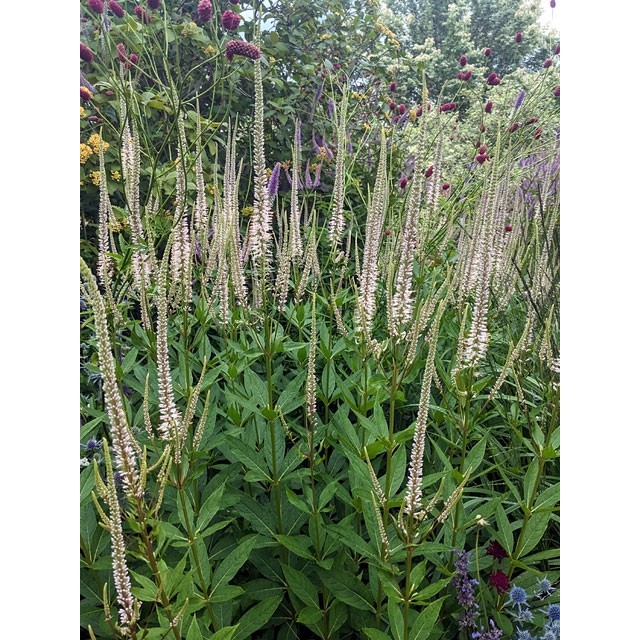 Culver's root