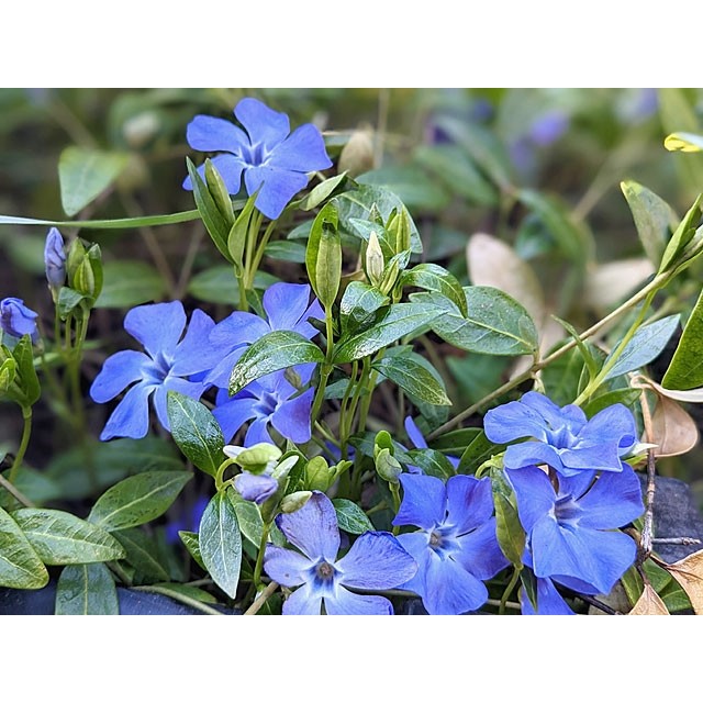 Lesser Periwinkle