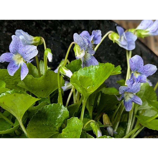 Violet, Pansy