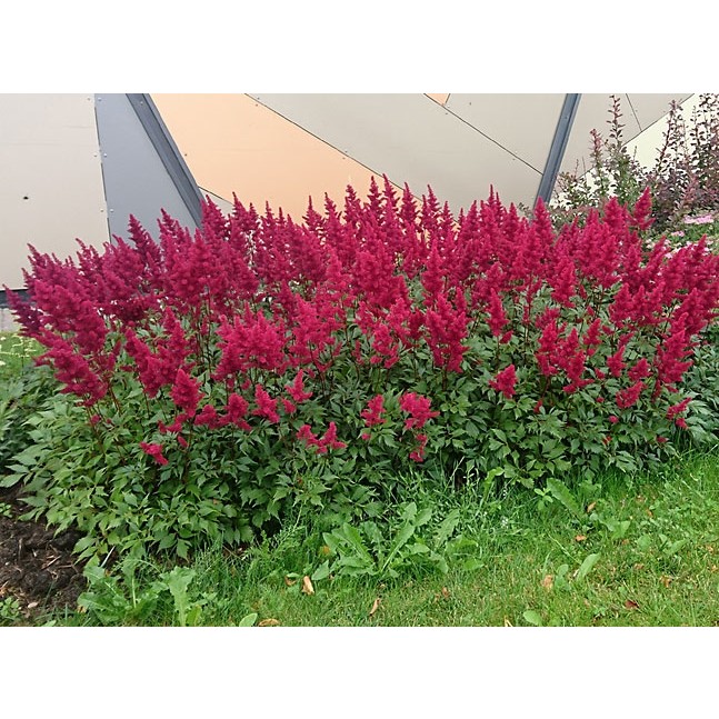 Astilbe, False spirea