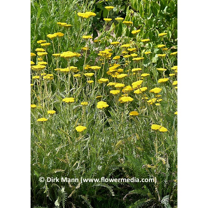 Yarrow