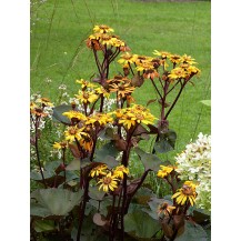 Ligularia, Golden groundsel