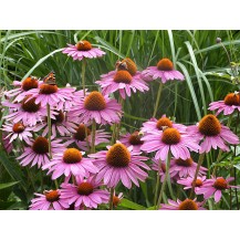 Coneflower