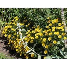 Swordleaf inula
