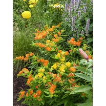Butterfly weed