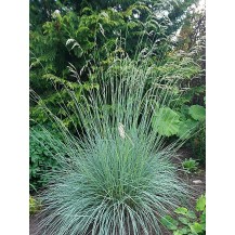 Blue oat grass