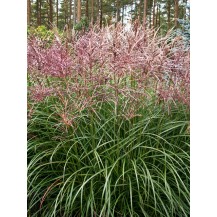 Maiden grass, Chinese silver grass