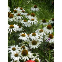 Coneflower