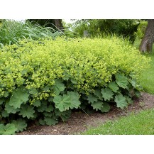 Lady's mantle