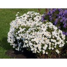 Michaelmas daisy