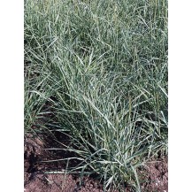 Switch grass