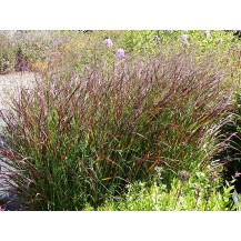 Switch grass
