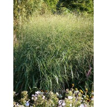 Switch grass