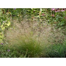Prairie dropseed