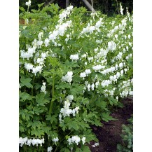 Bleeding heart, Lyre flower