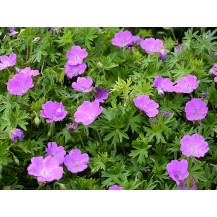 Cranesbill