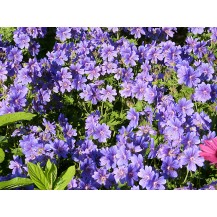 Cranesbill
