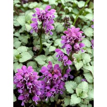 Lamium, Spotted deadnettle