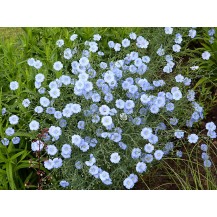 Perennial flax