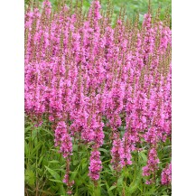 Loosestrife
