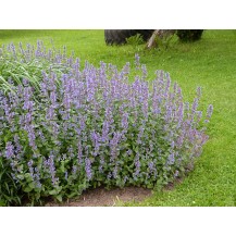 Catmint