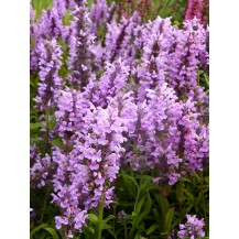 Kashmir catmint