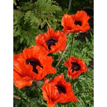 Oriental poppy