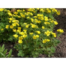 Strawberry cinquefoil