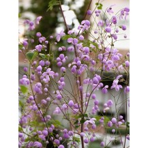 Chinese meadow rue
