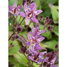 Toad lily