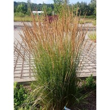 Feather reed grass