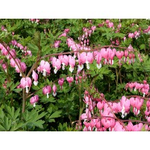 Bleeding heart, Lyre flower