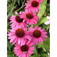 Coneflower