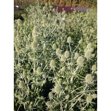 Sea holly
