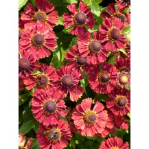 Sneezeweed